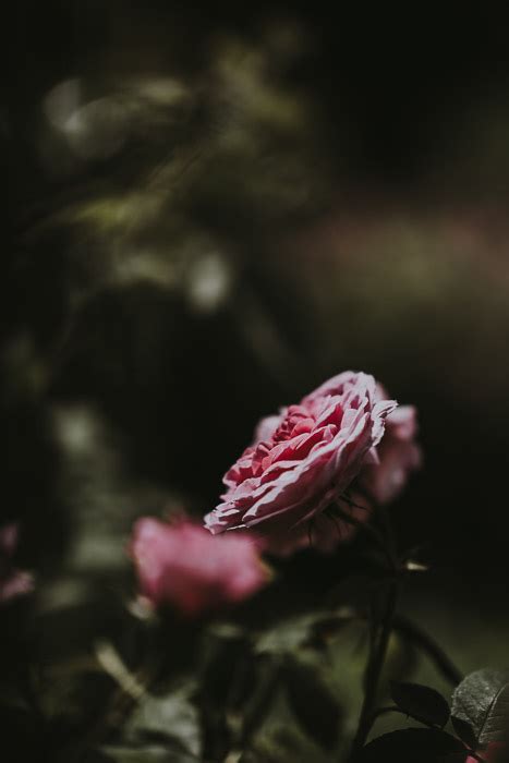 How to Shoot Moody Flower Photography | Dark Photography Tips