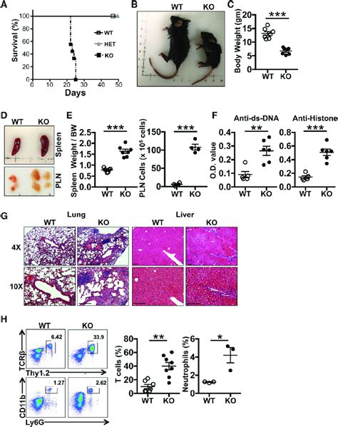 Treg Cell Conditional Srsf1 Ko Mice Spontaneously Develop Rapid Fatal