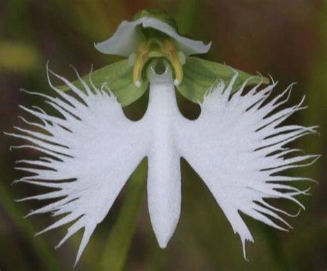 Japanese Radiata Seeds White Egret Orchid Seeds