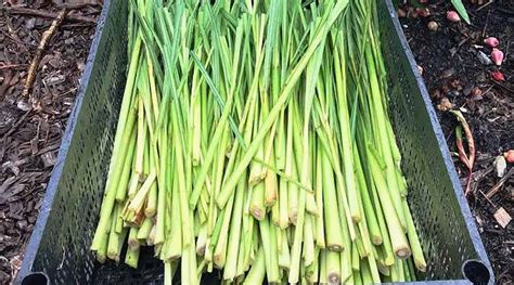 Complete Guide How To Grow Lemongrass Tyrant Farms