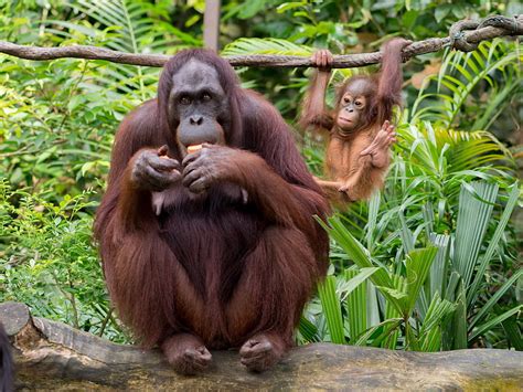 Orangutan Eating Fruit Near Funny Baby Primate Hanging On Liana Stock