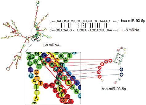 Microrna Mir P Regulates Expression Of Il And Vegf In