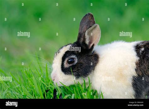 Zwergkaninchen Oryctolagus Cuniculus Forma Domestica Hi Res Stock