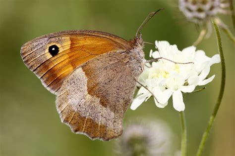 En Brun Fjäril Med En Punkt På Vingarna På En Lila Blomma I En Skugga