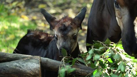 La Zoos Baby Okapi Youtube