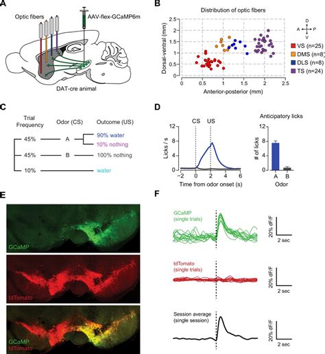 Opposite Initialization To Novel Cues In Dopamine Signaling In Ventral