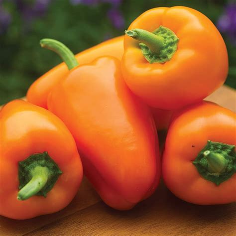 Burpee Orange Blaze Sweet Pepper Seeds 20 Seeds Patio