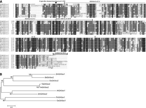 Figure From The Maize Dwarf Encodes A Gibberellin Oxidase And Is