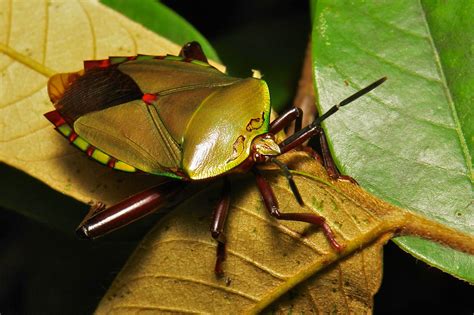 Tessaratomid Giant Shield Bug Tessaratomidae Pu Er Yunn