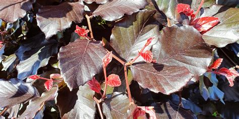 Guide To Beech Hedging Green And Purple Varieties Hedging UK