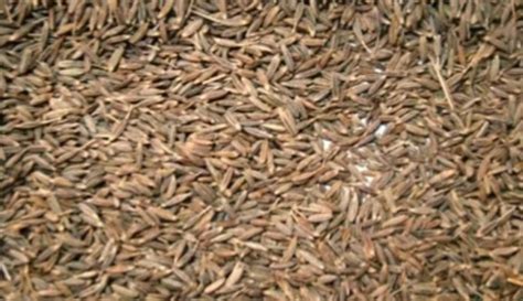 Brown Pure And Dried Commonly Cultivated Raw Cumin Seed At Best Price