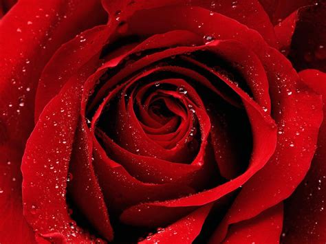 red rose wallpapers wallpaperscom