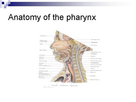 Anatomy Of The Pharynx Dr Sheetal Rai Embryology