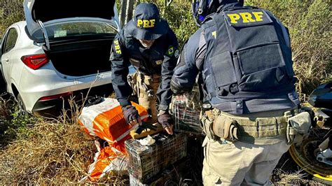 PRF Prende Traficante Transportando 150 Quilos De Maconha Em Passo