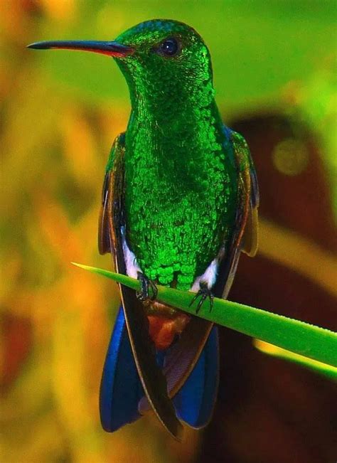 Los Colibr Es M S Coloridos Del Mundo Imagenes De Colibris Imagenes