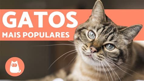 Top 10 raças de GATOS mais POPULARES do MUNDO YouTube