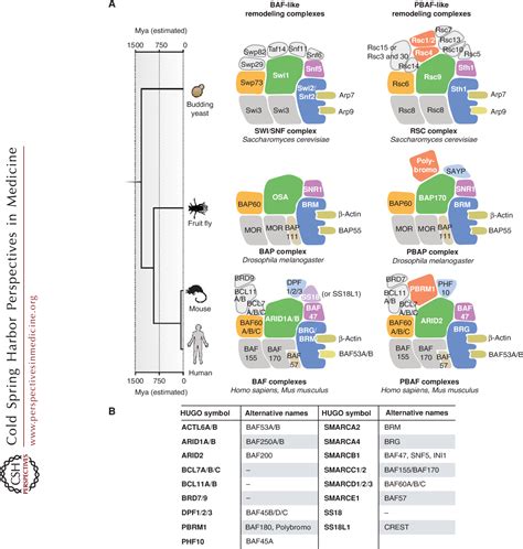 Figure 1 From The Many Roles Of BAF MSWI SNF And PBAF Complexes In