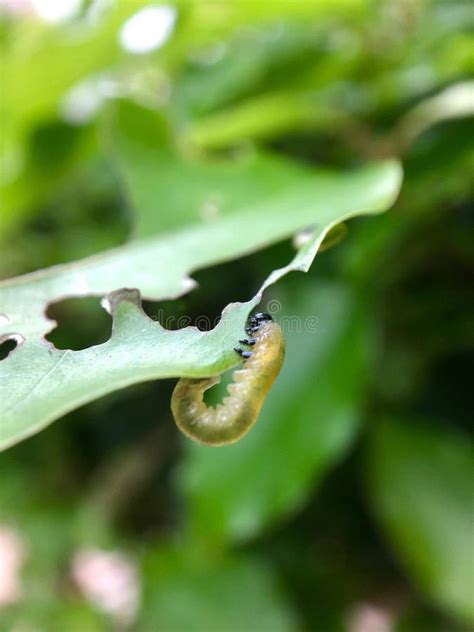 Oruga Verde En Las Hojas Verdes El Gusano Verde Que Cuelgan De La Hoja