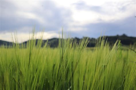 Barley Cornfield Field Free Photo On Pixabay Pixabay