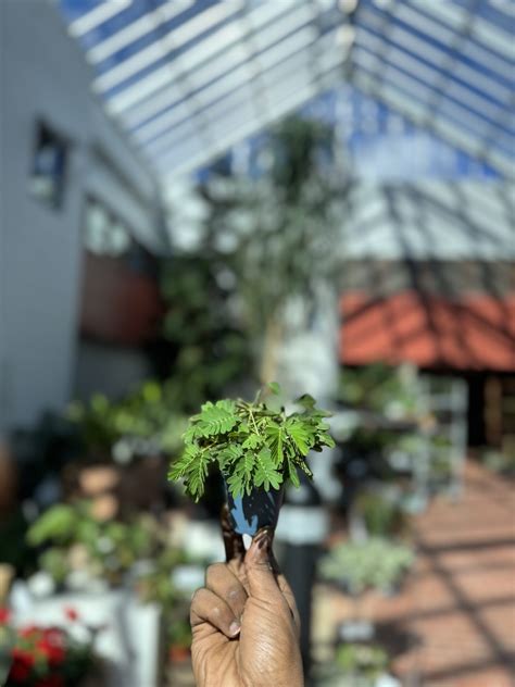 Mimosa Pudica La Selva Gartneri