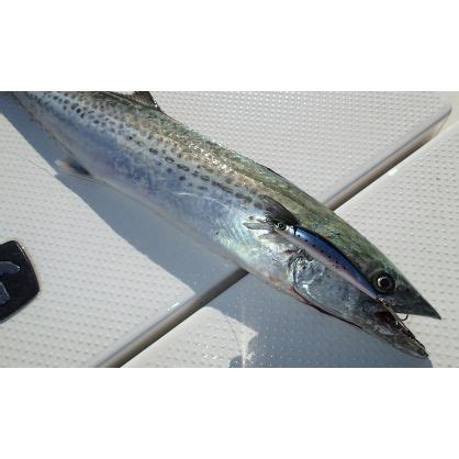 DUEL Hardcore Heavy Sinking Minnow Lure Size Mm Cm 7 Cm Color HPI