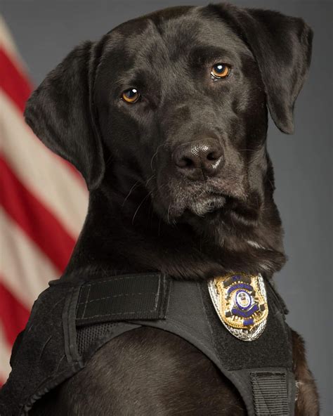 K9 Max Regional Transportation District Transit Police Department