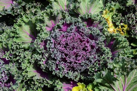 Premium Photo Brassica Oleracea Var Acephala