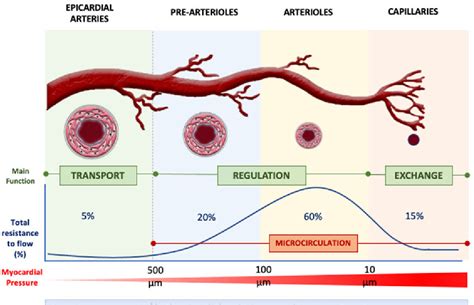 Figure From Coronary Microvascular Dysfunction Across The Spectrum Of