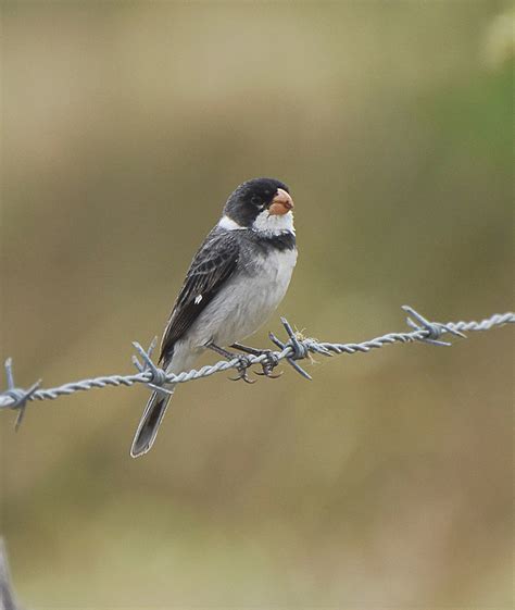 Foto Golinho Sporophila Albogularis Por Luiz Catende Wiki Aves A