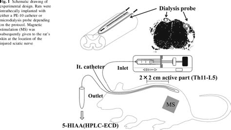 Schematic Drawing Of Experimental Design Rats Were Intrathecally