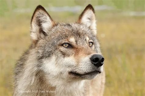 Alaska Wolf Portrait Photo Tom Walker Photographer