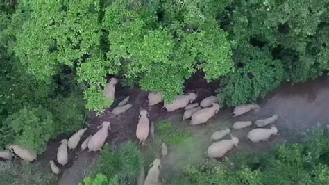 Large Wild Asian Elephant Herd Spotted In Southwest Chinas Yunnan Cgtn