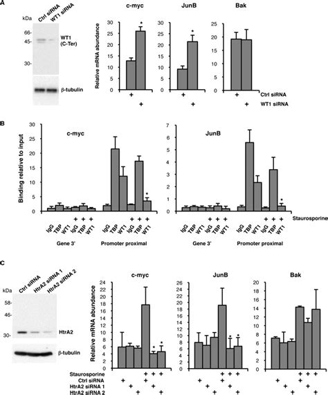 The Wilms Tumor Suppressor Protein Wt1 Is Processed By The Serine