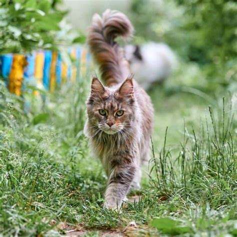 Is Your Maine Coon Cat In Heat 7 Signs To Look For