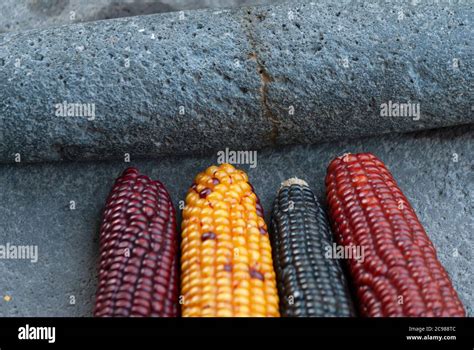 Multi Color Dried Corn Agriculture Product From Guatemala Zea Mays