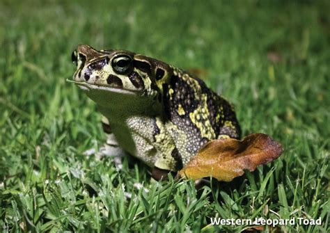 Guttural Toad Programme Ncc Group