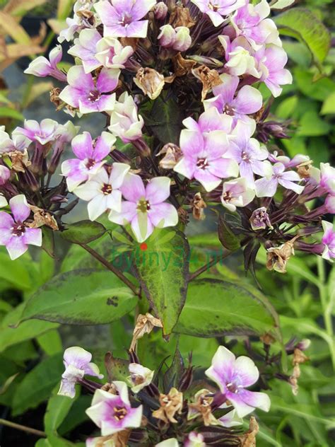 Floks Wiechowaty Sherbet Blend Phlox Paniculata Sherbet Blend