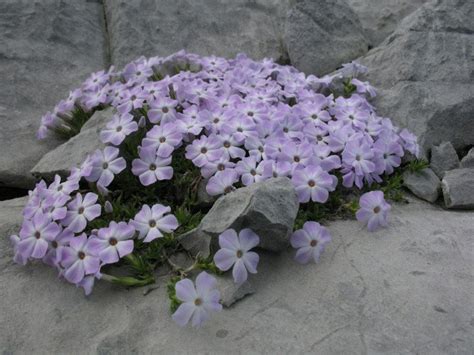 Mountain Flora Coast Ranges Peak