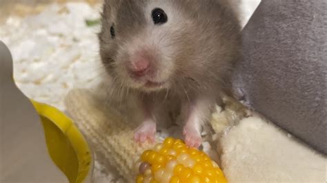 大好きなコーンを寝起きで爆食するハムスターがこちら Here Is A Hamster That Is Bombarded With Her