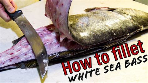 How To Fillet White Sea Bass Plus Removing Stones Youtube