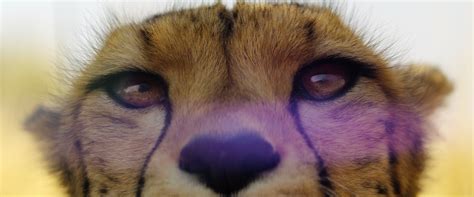 Our Universe New Natural History Netflix Series