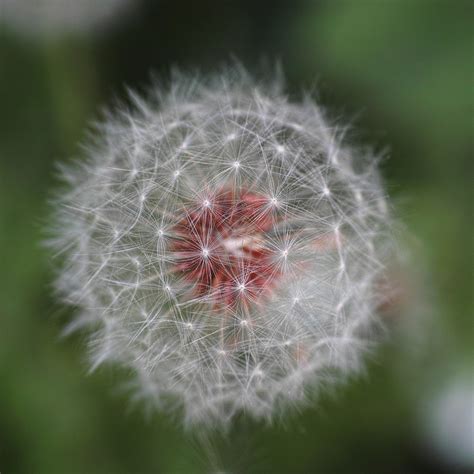 Flor Naturaleza Flores Foto Gratis En Pixabay Pixabay