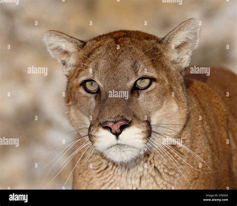 Mountain Lion Cougar Felis Concolor In Captivity Near Bozeman