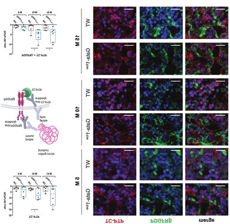 Expression And Interaction Dynamics Of The Phosphatase T Cell Protein