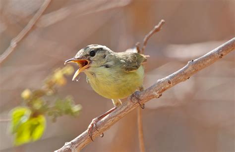 Bali The Lesser Sundas Birding Tour Pitta Nature Tours