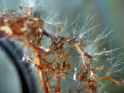 Mycorrhizae And Tree Roots Best Friends Forever Cohen And Master Trees