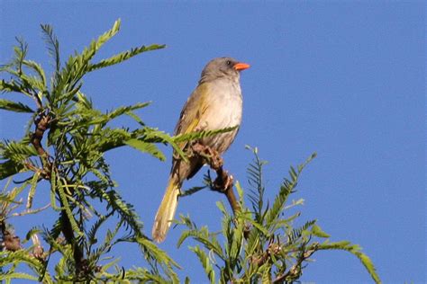 Coludo Verdón Embernagra Platensis Picture Bird