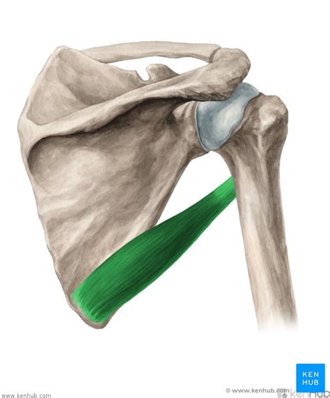 Teres major muscle - Anatomy, Function, Clinical Aspects | Kenhub