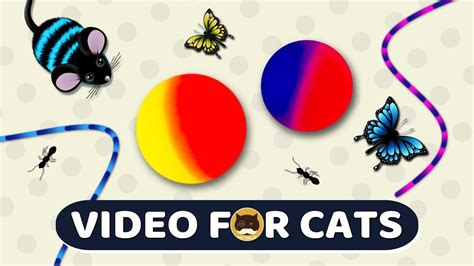 Cat Games Catch The Rolling Ball Mice Ants Strings Butterflies