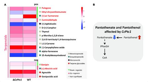 Metabolomic Analysis A The Heatmap Showing The Full Range Of